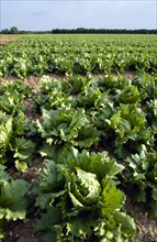 ENGLAND, West Sussex, Chichester, Rows of ripe green lettuce growing in a field viewed from ground