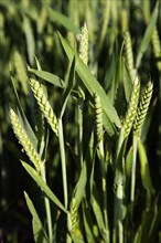 ENGLAND, West Sussex, Chichester, Close up of young growing green wheat crop