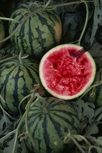 CHINA, Shanghai, Water melons with one sliced in half with knife left protruding from flesh.