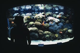 CHINA, Shanghai, Ocean Aquarium.  Silhouetted figure standing in front of exhibit of coral and