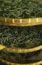 CHINA, Jiangsu, Suzhou, "Suzhou Silk Museum.  Silk worms feeding on mulberry leaves in shallow,