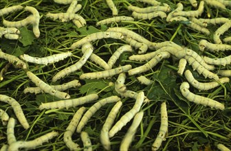 CHINA, Jiangsu, Suzhou, "Suzhou Silk Museum.  Silk worms feeding on mulberry leaves in shallow,