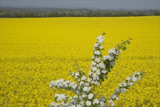 ENGLAND, West Sussex, South Downs, Field of yellow oilseed rape flowers