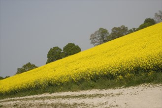 ENGLAND, West Sussex, South Downs, Field of yellow oilseed rape flowers. Angled view