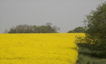 ENGLAND, West Sussex, South Downs, Field of yellow oilseed rape flowers.