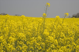 ENGLAND, West Sussex, South Downs, Field of yellow oilseed rape. Detail of flowers.