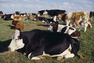 AGRICULTURE, Farming, Cattle, Cow sat on the grass in a field.