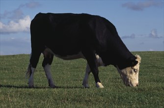 AGRICULTURE, Livestock, Cattle, "Single black and white cow grazing on pasture on the South Downs,