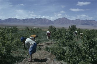 MONGOLIA, Gobi Desert, "Summer at Bigersum negdel with a Women's collective working amongst fruit