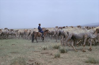 MONGOLIA, Gobi Desert, Biger Negdel, Khalkha herdsman brings camels to a waterhole in arid harsh