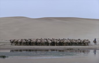 MONGOLIA, Gobi Desert, Camel herdsmen on horseback approaching waterhole on the edge of the Gobi
