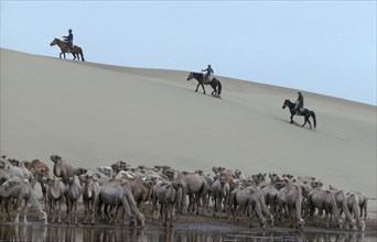 MONGOLIA, Gobi Desert, Camels in their summer moulting state at waterhole with three herdsmen on
