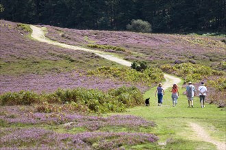 ENGLAND, Hampshire, The New Forest, Ogdens Purlieu a fertile valley near Ogden Village. Four people