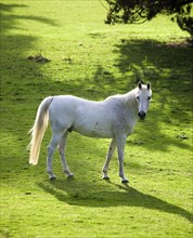 ENGLAND, West Sussex, Chichester, White stallion standing in field looking at camera