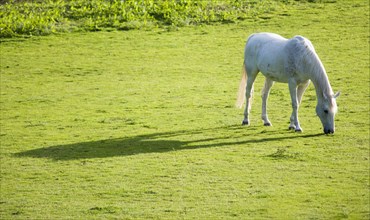 ENGLAND, West Sussex, Chichester, White stallion grazing in a field casting a long shadow in the