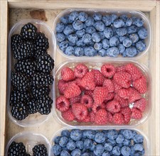 ITALY, Tuscany, Siena, Blackberries Blueberries and Raspberries displayed in containers outside a