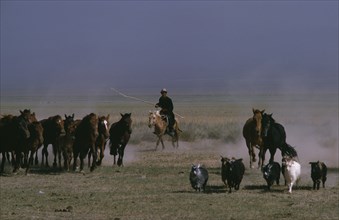 MONGOLIA, Agriculture, Khalkha horseman with long pole lassoe rounding up wild horses on grass
