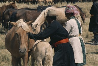 MONGOLIA, Agriculture, Khalkha horsemen at horse camp. Husband and wife take a young foal to a mare