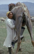 MONGOLIA, Agriculture, Khalkha woman milking camel supporting pail on her knee. Khalkha East Asia