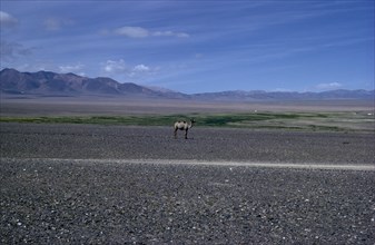 MONGOLIA, Gobi Desert, Summer on edge of Gobi desert with solitary camel in summer moulting state.