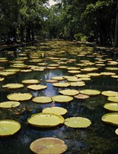 MAURITIUS, North, Pamplemousses, Pamplemousse Botanical Gardens. Giant Water Lilies