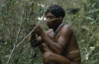 COLOMBIA, North West Amazon, Tukano Indigenous People, Barasana Indian picking coca leaves in the