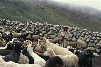 COLOMBIA, Sierra Nevada de Santa Marta, Ika, Ika shepherd Hernando works the family's flock of