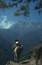 COLOMBIA, Sierra Nevada de Santa Marta, Ika, Ika man on muleback climbs up the southern slopes of