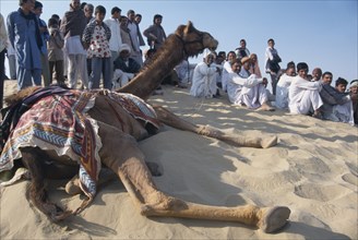 INDIA, Rajasthan, Katariasar, Camel taking a rest with the crowd on a sand dune during the Camel