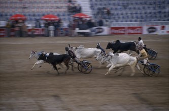 INDIA, Punjab, Near Ludhiana, Bullock cart race at the Kila Raipur Rural Sports Festival