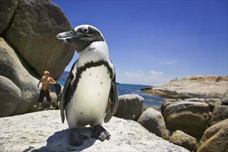 SOUTH AFRICA, Western Cape Province, Animals, Jackass penguin on Boulders Beach just south of