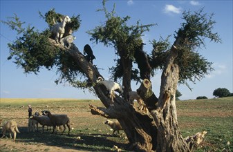MOROCCO, Agriculture, Livestock, Little boy with goats climbing Argane tree to reach leaves near
