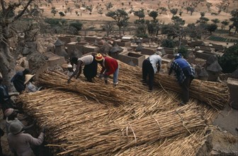 20086074 MALI  Architecture Communal re-roofing with millet straw of Dogon village meeting house or Togana.
