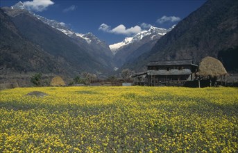 NEPAL, Annapurna Region, Seti Khola Valley, Siklis Trek. View across Mustard field towards building