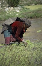 NEPAL,  Tila Khola Valley , Garjlankot, Lower Dolpo Trek. Near Jumla. Woman transplanting rice