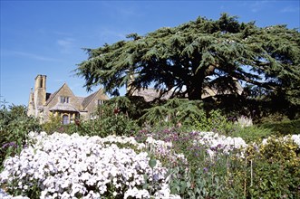 ENGLAND, Gloucestershire, Hidcote Bartrim, "Hidcote Manor Garden, near Chipping Campden. Cedar of