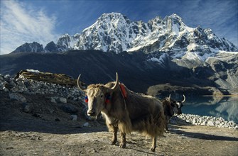 NEPAL, Everest Trek, Gokyo, Yaks in the fields of Gokyo Village looking west over Dudh Pokhari.