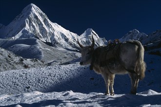 NEPAL, Everest Trek, Lobuche , "Dzopkyo wearing bell and harness standing on snow at sunrise with