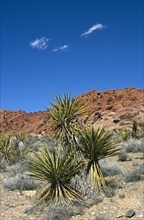 USA, Nevada, Red Rock Canyon, Palm trees in barren red rocky landscape.