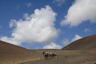 SPAIN, Canary  Islands, Lanzarote, "Timanfaya National Park.  Tourists riding camels through