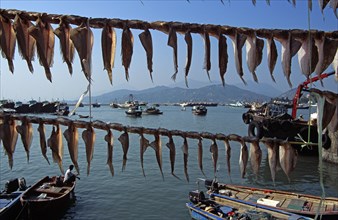 CHINA, Hong Kong, "Cheung Chau Island, Fish drying in front of harbour."