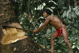 COLOMBIA, Choco, Embera Indigenous People, "Hueso, Embera family head using axe to fell large tree
