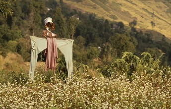 NEPAL, East, Near Chainpur, Home made scarecrow in a field of yellow mustard crop