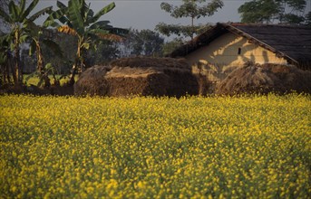 NEPAL, Chitwan National Park, Meghauli Village house seen from across a field of  yellow mustard