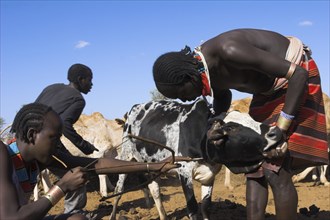 ETHIOPIA, Lower Omo Valley, Turmi, Dombo village (Hamar peoples) Hamer man holding cow still whilst
