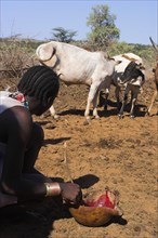 ETHIOPIA, Lower Omo Valley, Tumi, "Dombo village, Hamer man stirring cows bood ready for drinking"
