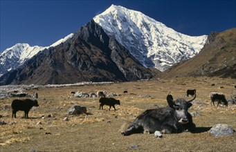 NEPAL, Langtang Trek, Near Kyanjin, Yaks on mountain pasture with Langtang II and Langtang Lirung