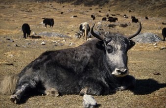 NEPAL, Langtang Trek, Near Kyanjin, A Yak lying in mountain pasture in the foreground with more