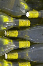 CHILE, Valle del Maipo, Bottles of white wine ready for cleaning and labelling.
