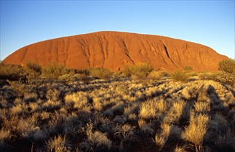 AUSTRALIA, Northern Territory, Uluru, "Kata Tjuta National Park, Mount Uluru, Ayers Rock.  Branch